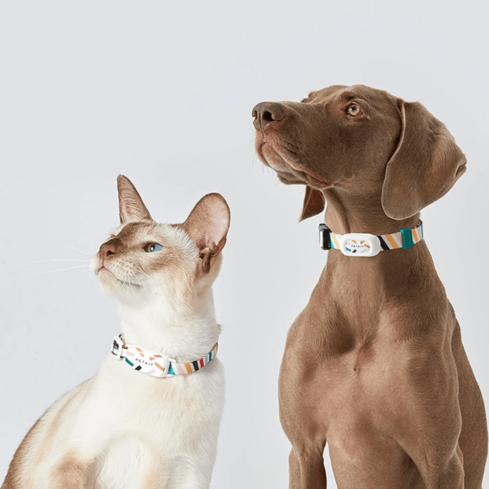 SmartSafe Pet Collar