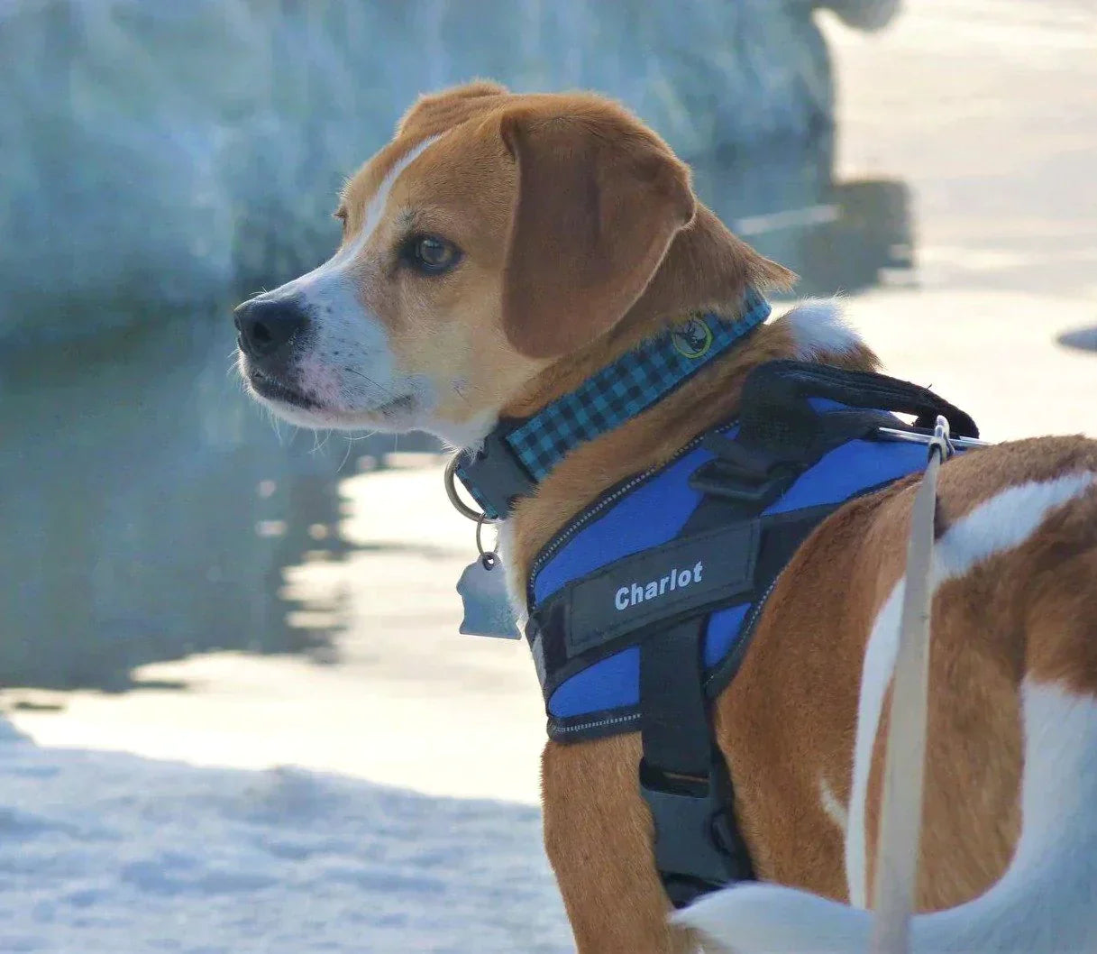 Unique Pup Harness